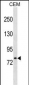 LONRF3 Antibody (C-term)